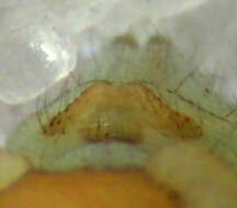 Image of Psilochorus californiae Chamberlin 1919