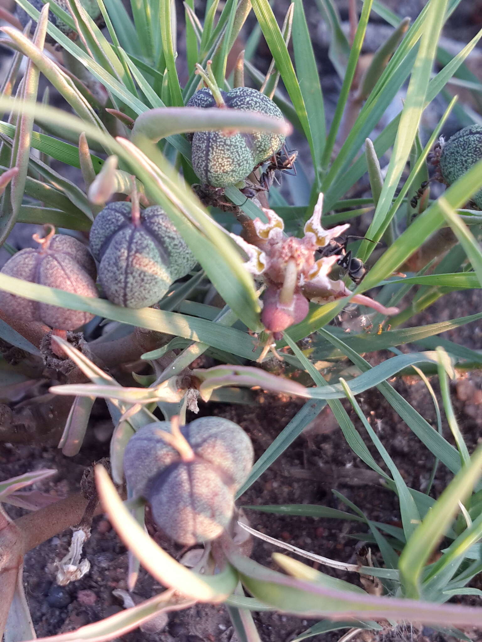 Image of Euphorbia pseudotuberosa Pax