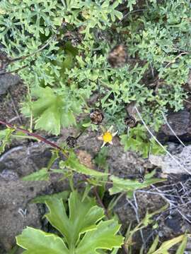 Image of Argyranthemum frutescens subsp. succulentum C. J. Humphries