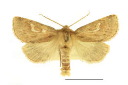 Image of Phragmatiphila nexa