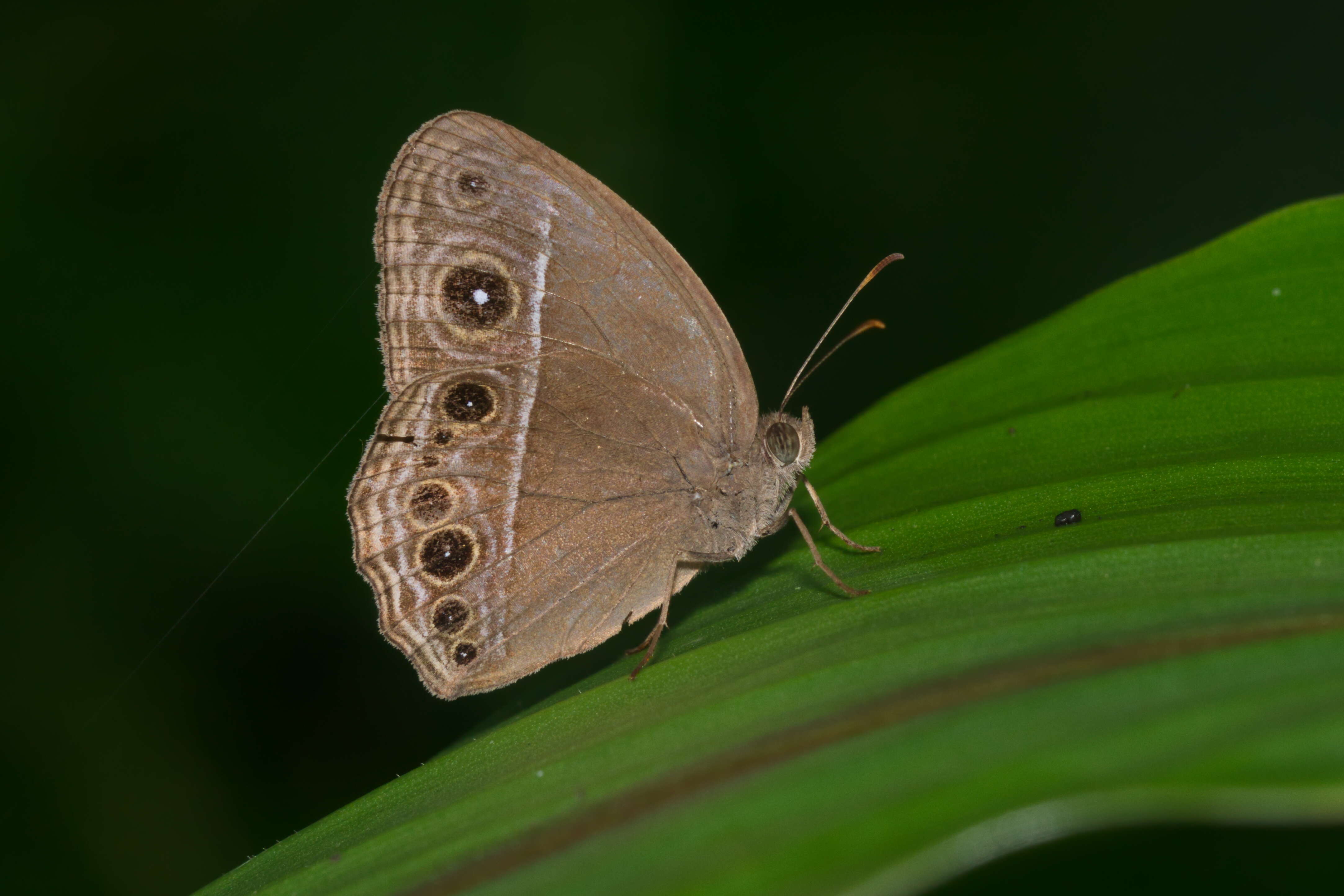 Imagem de Mycalesis mineus Linnaeus 1858