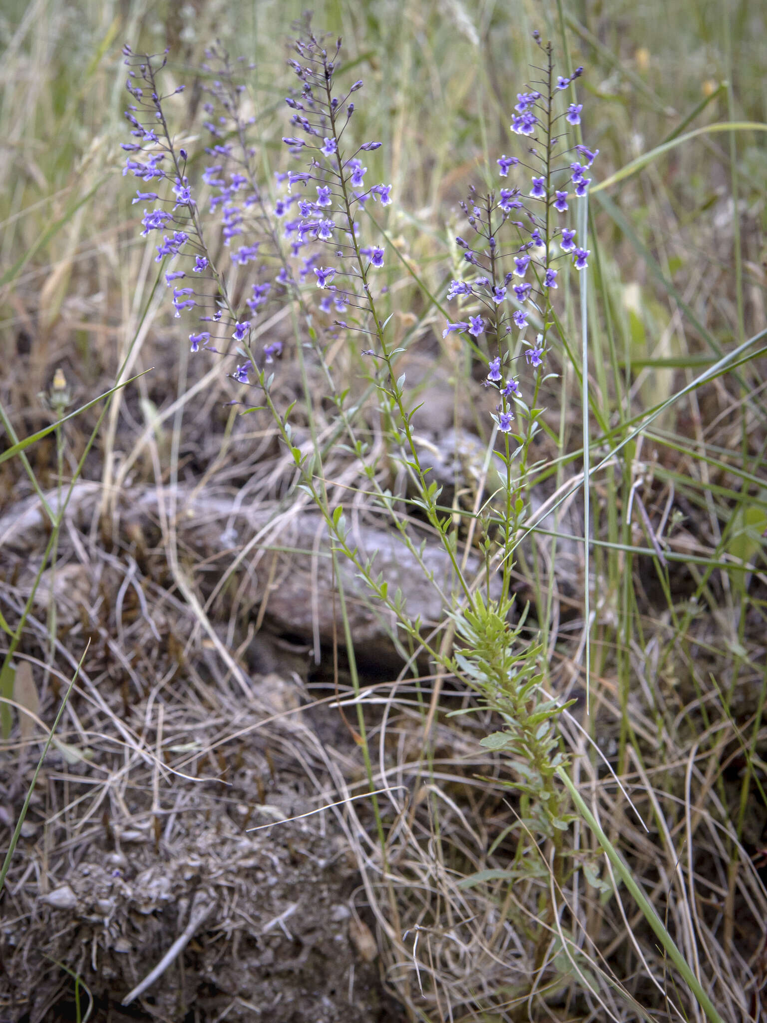 Image de Anarrhinum longipedicellatum R. Fernandes