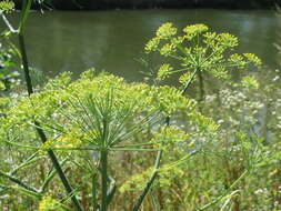 Image of dill