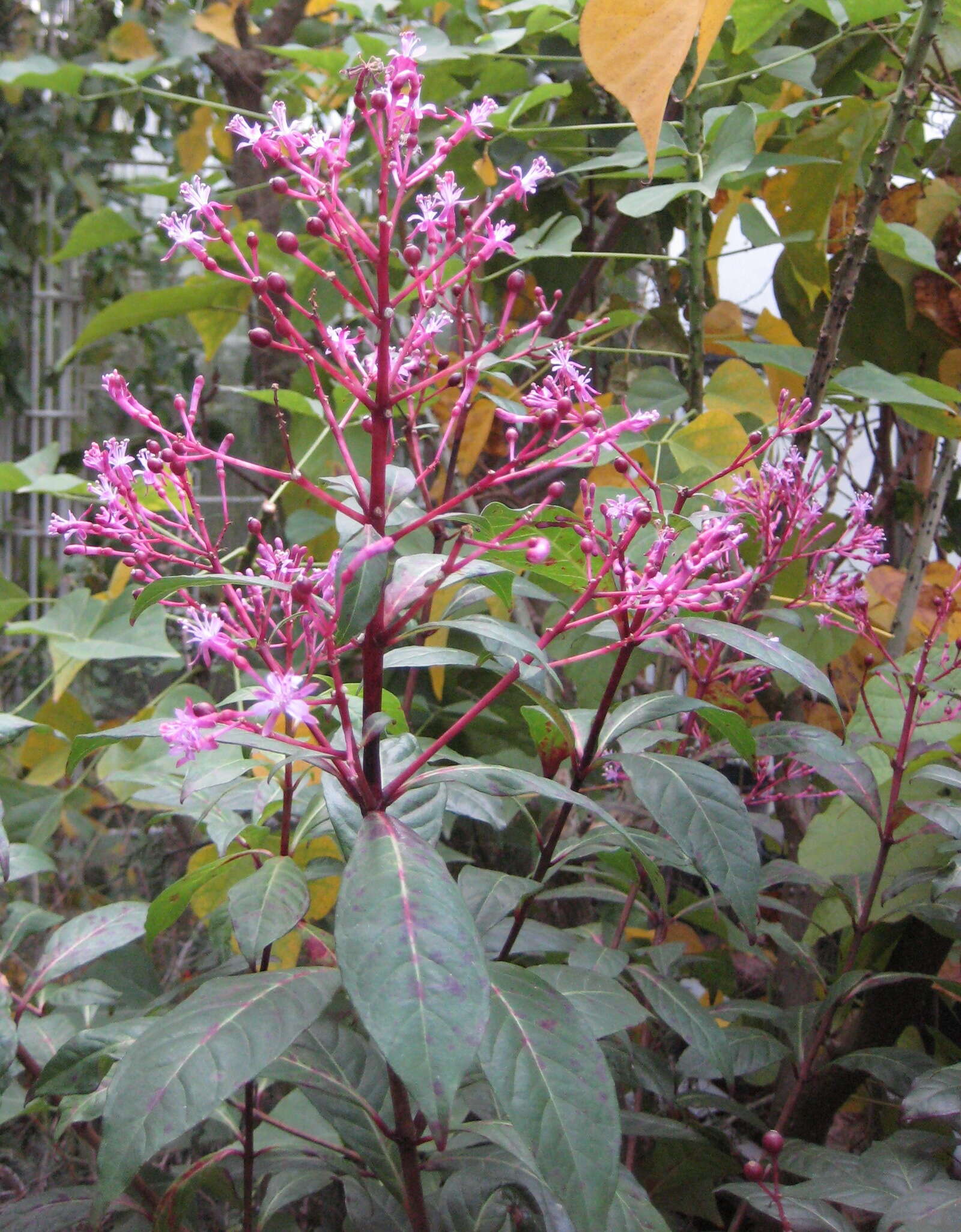 Image of Fuchsia