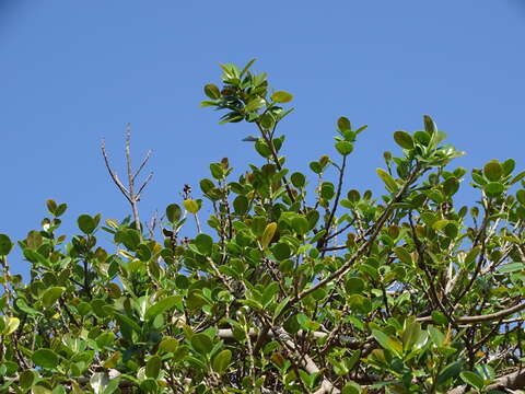 Image of Chinese banyan