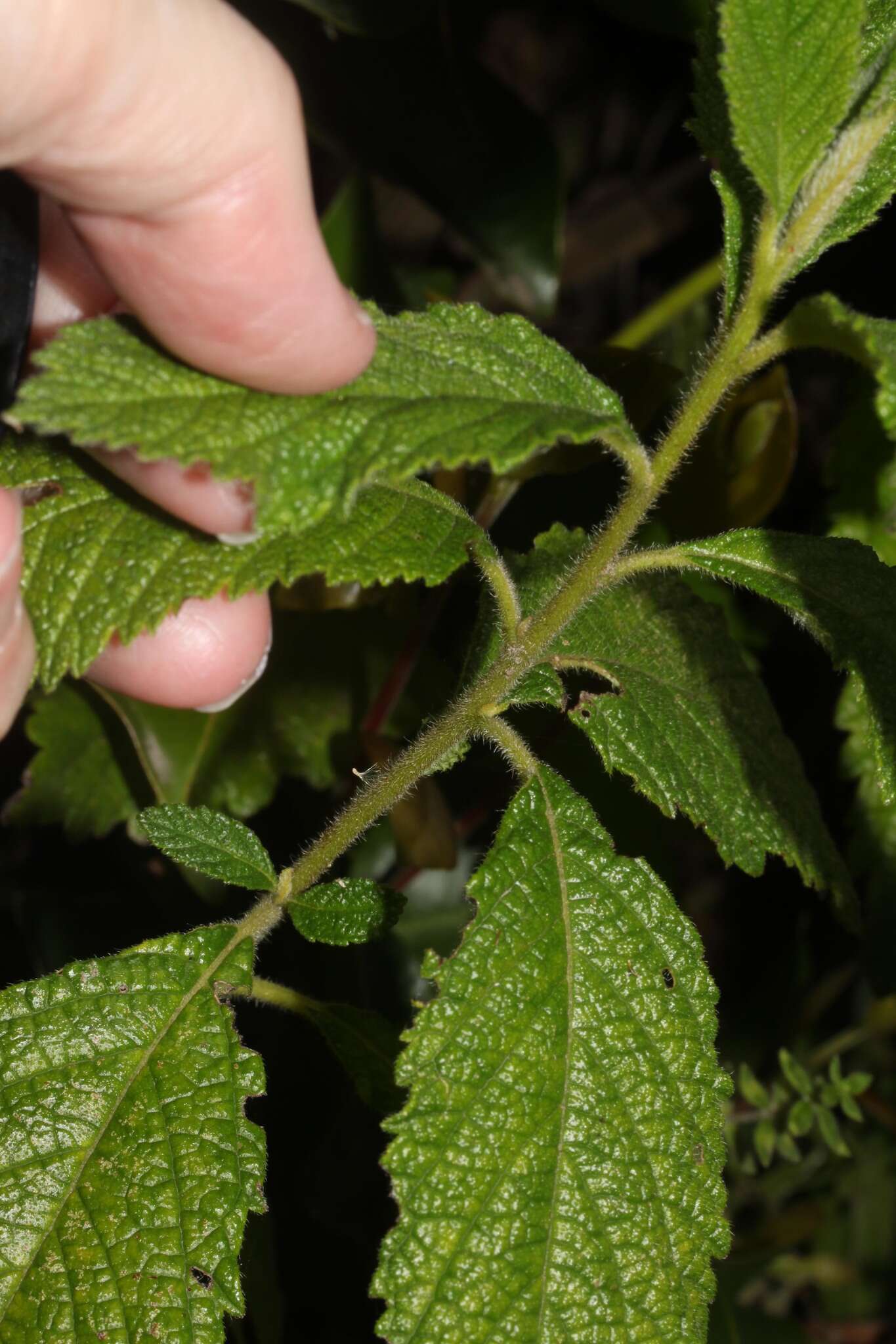 Image of Varronia crenata Ruiz & Pav.