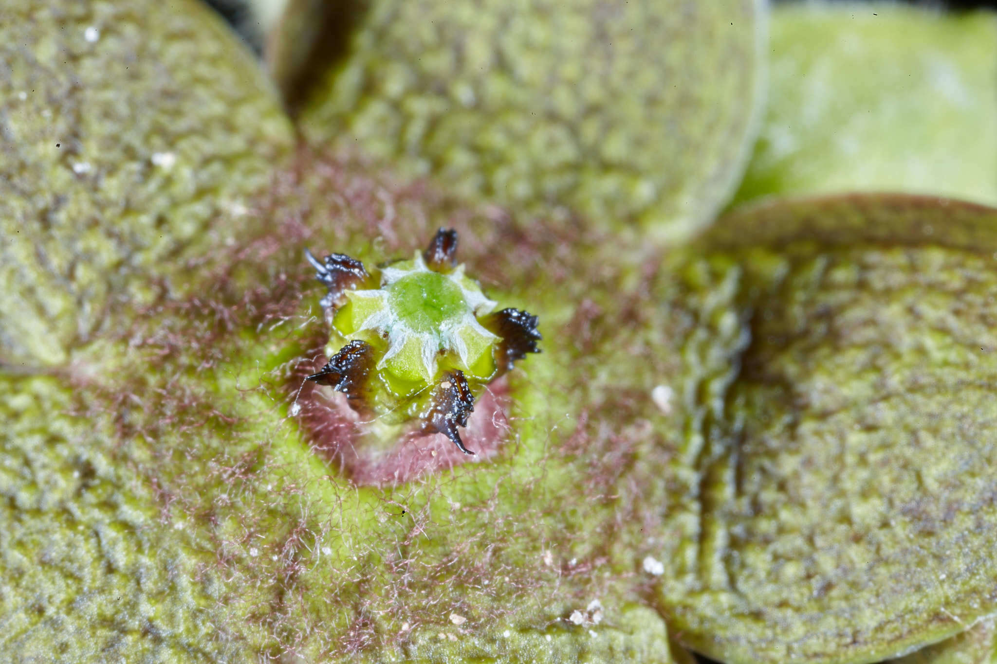 Image of Matelea araneosa (J. D. Sm.) R. E. Woodson