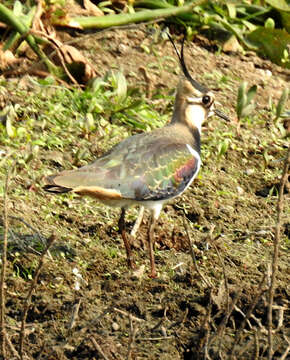 Image of Lapwing