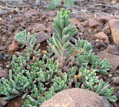 Слика од Mesembryanthemum stenandrum (L. Bol.) L. Bol.