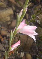 Image of Gladiolus brevifolius Jacq.