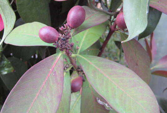 Image of African wintersweet