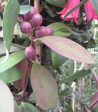 Image of African wintersweet