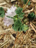 Image of common mallow