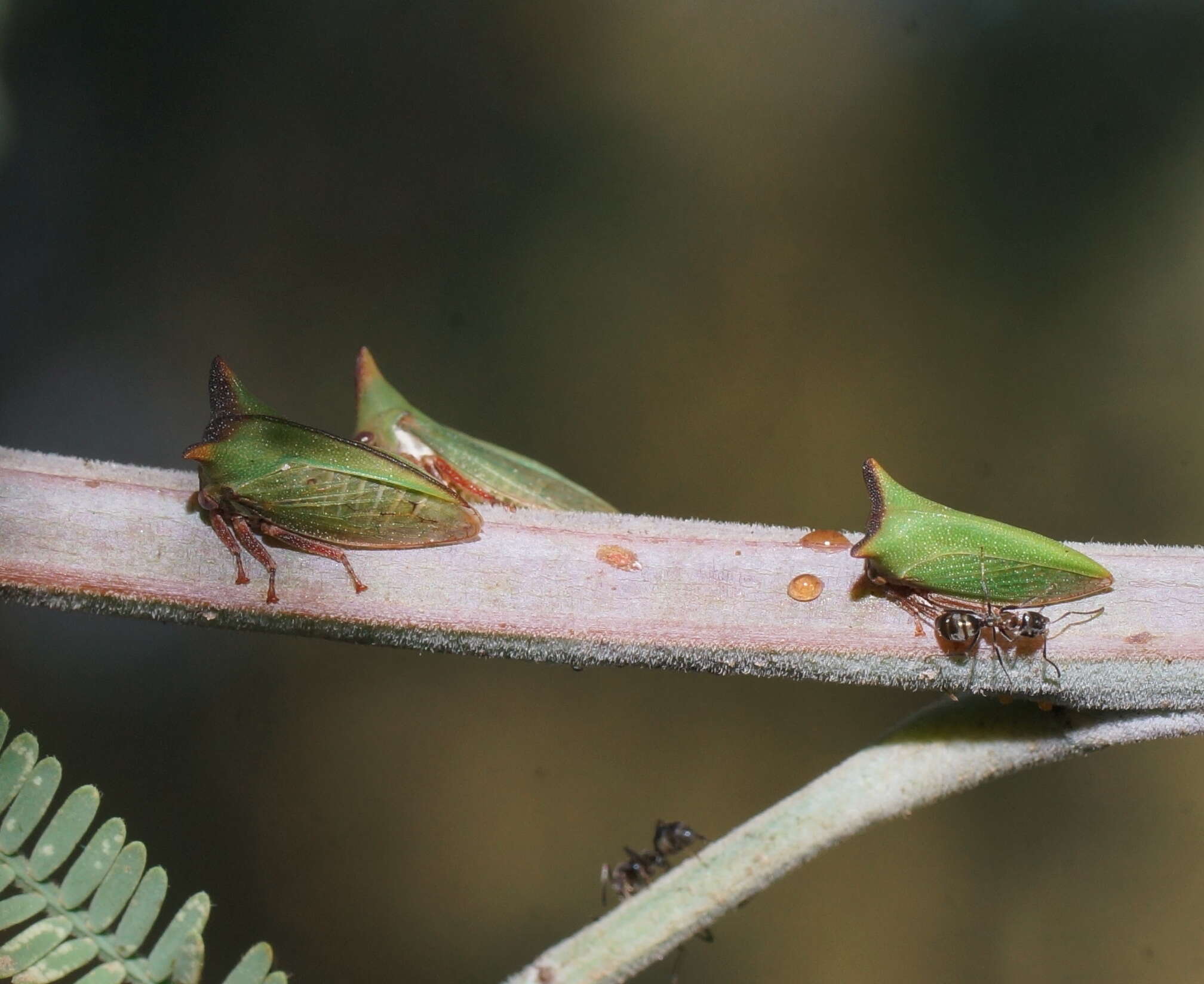 Image of Sextius virescens Fairmaire