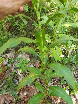 Image de Persicaria ferruginea (Wedd.) Sojak