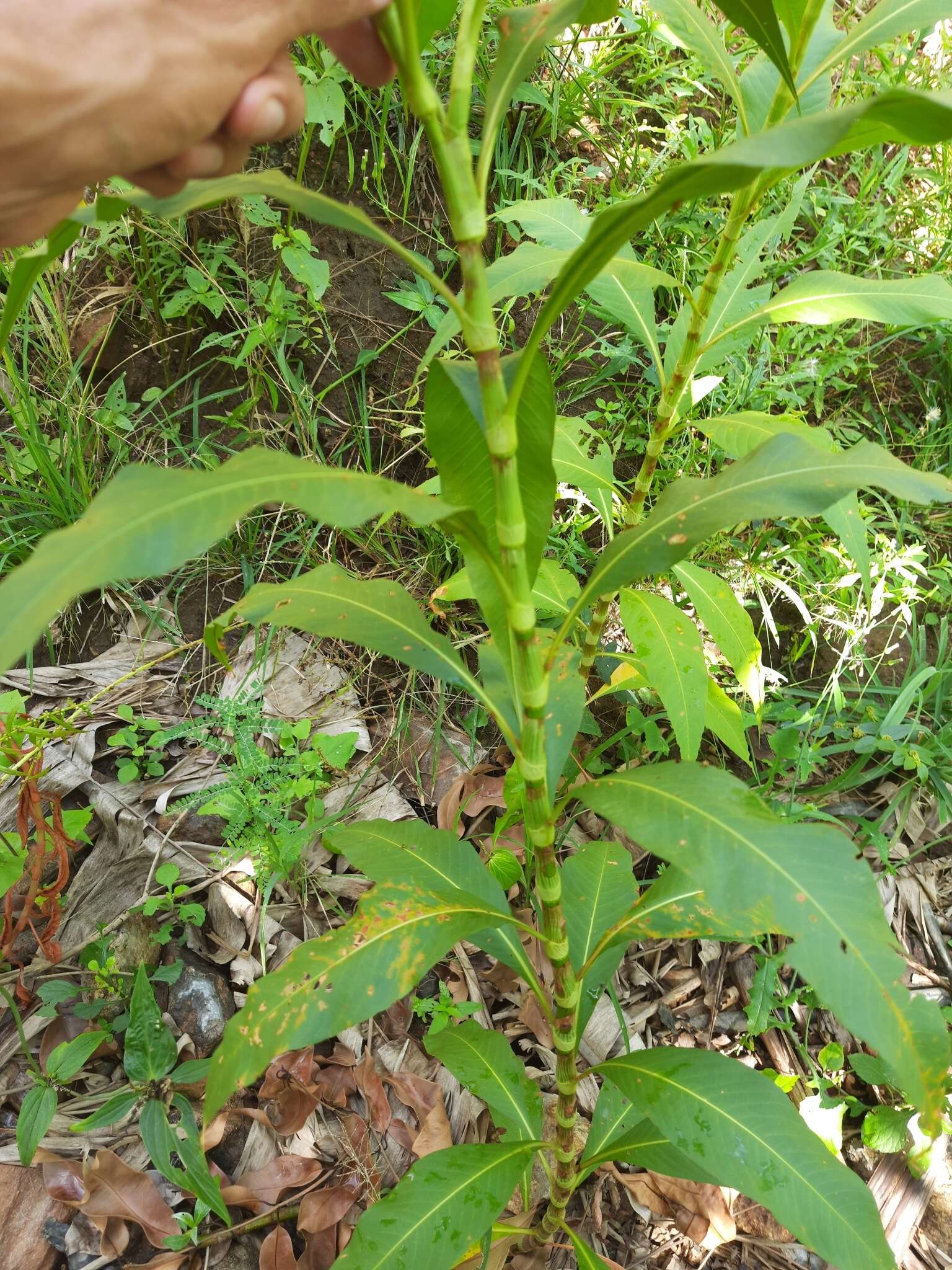 Image of Persicaria ferruginea (Wedd.) Sojak