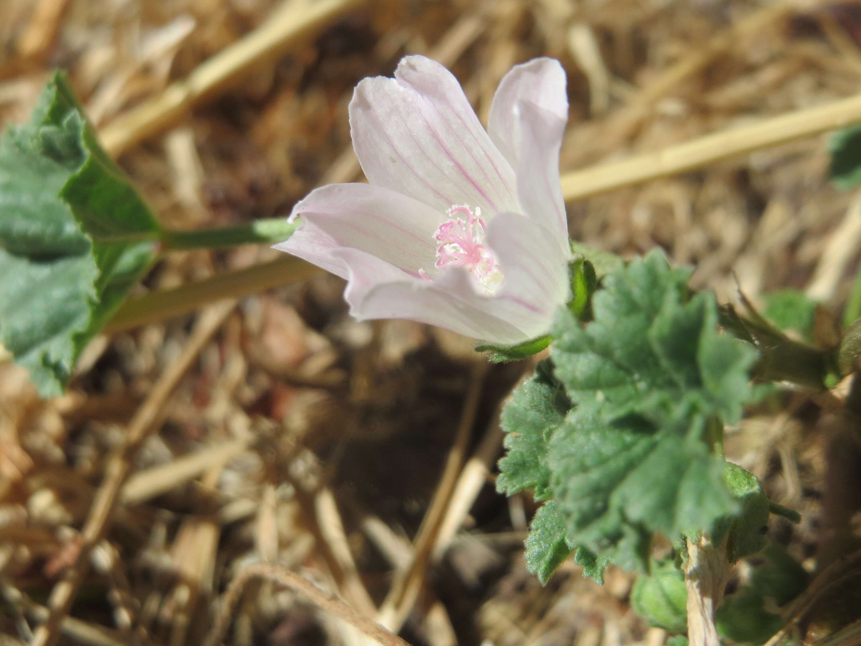 Image of common mallow