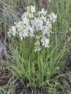 Imagem de Astragalus sheldonii (Rydb.) Barneby