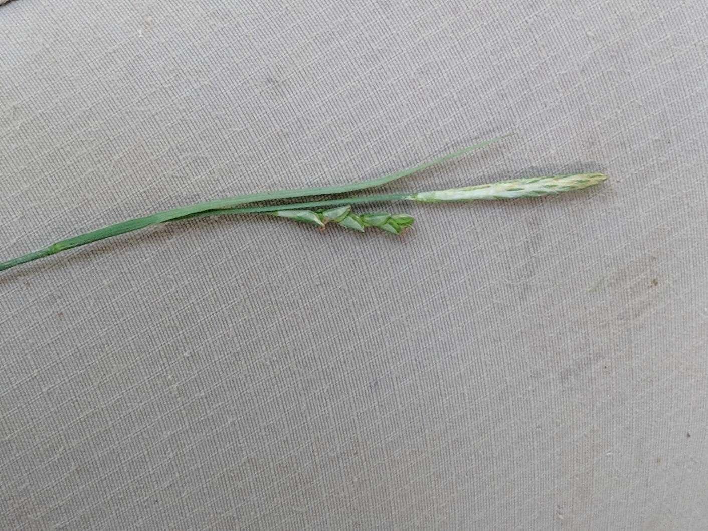 Image of spreading sedge