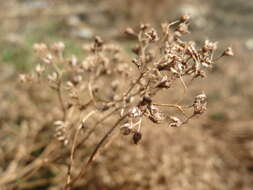 Image of White Stonecrop