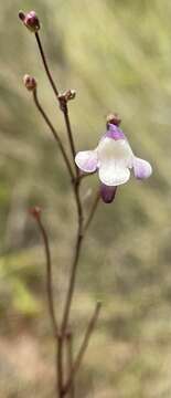 Image of Genlisea angolensis Good