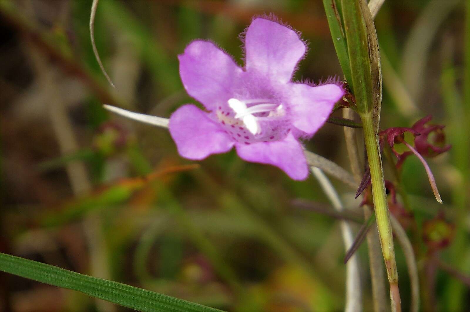 Image of coastal plain false foxglove