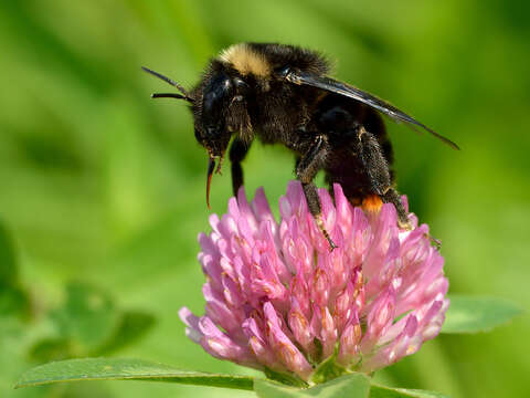 Image of Bombus rupestris (Fabricius 1793)