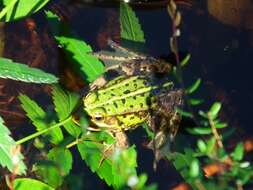 Image de Petite grenouille verte