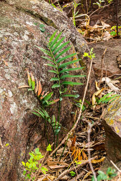 Image of Ngoye Cycad