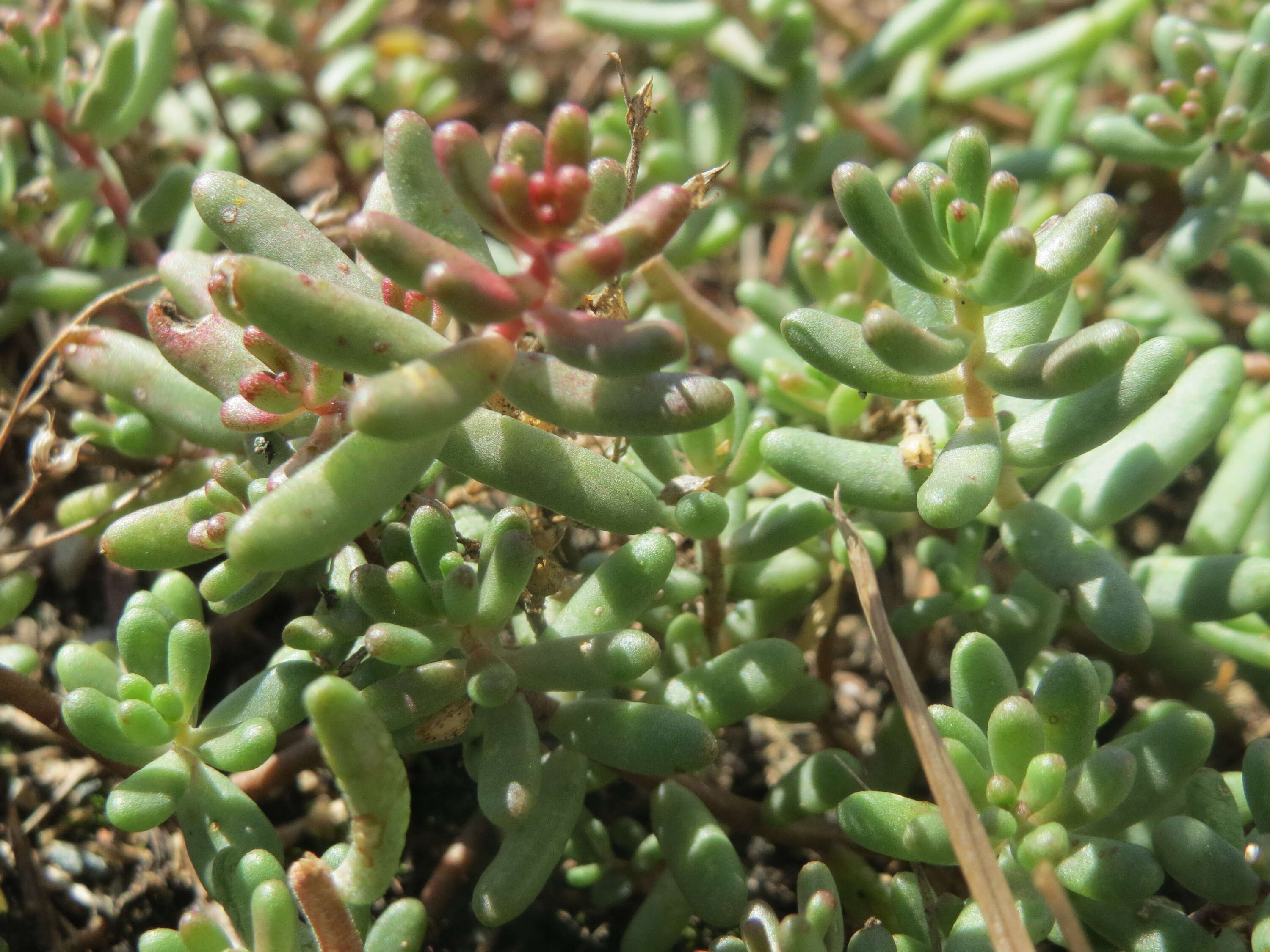 Image of White Stonecrop