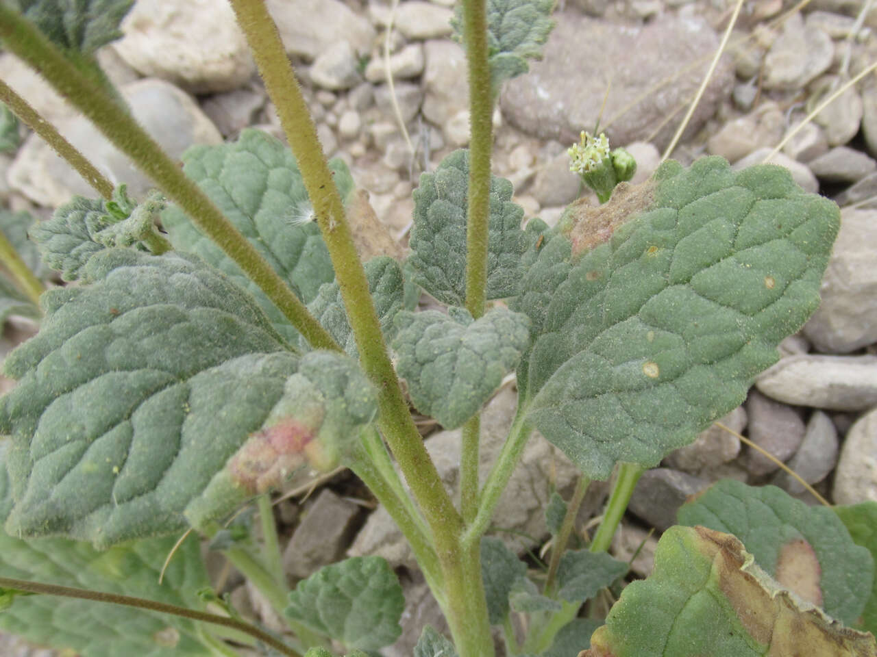 Слика од Psathyrotopsis scaposa (A. Gray) H. Rob.