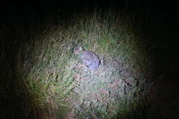 Image of Spectacled Hare Wallaby