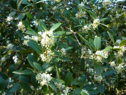 Image of holly osmanthus