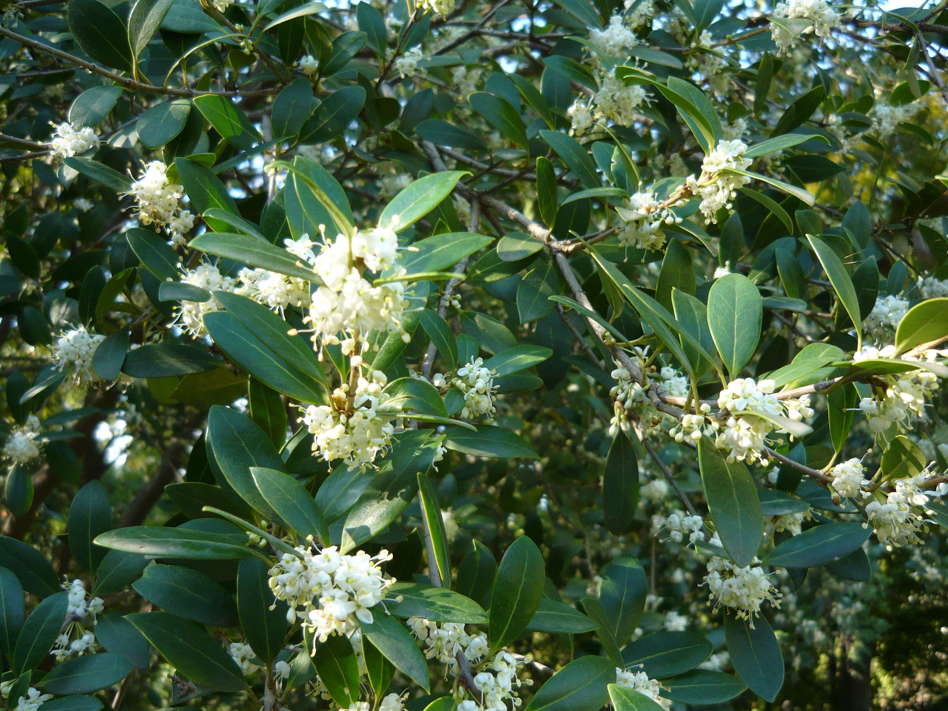 Image of holly osmanthus