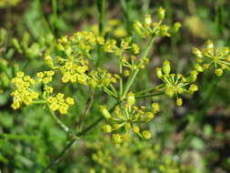 Image of wild parsnip