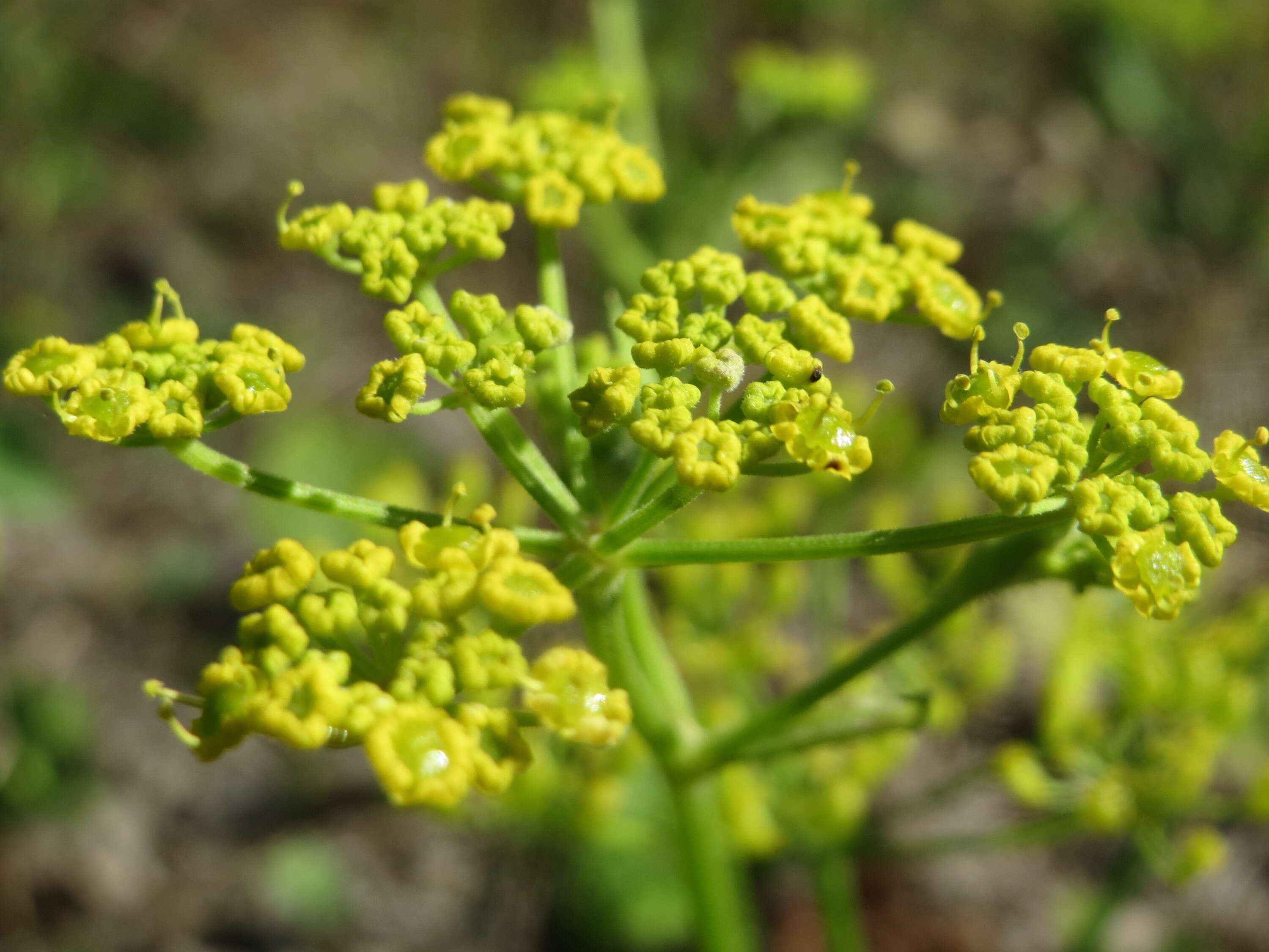 Image of wild parsnip