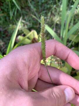 Plancia ëd Sacciolepis indica (L.) Chase