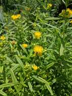 Image of shrubby St. Johnswort