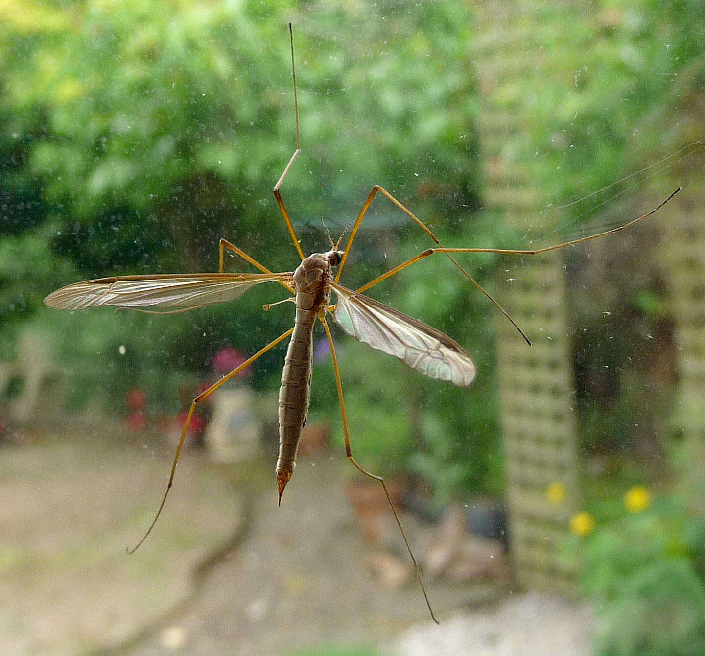 Image of Marsh crane fly