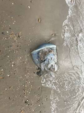 Image of barrel jellyfish