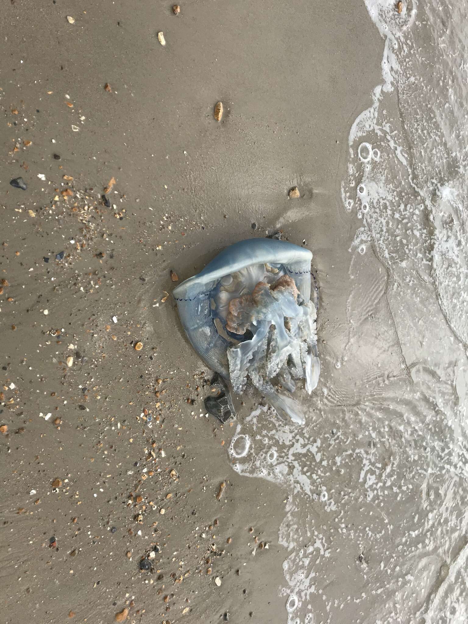 Image of barrel jellyfish