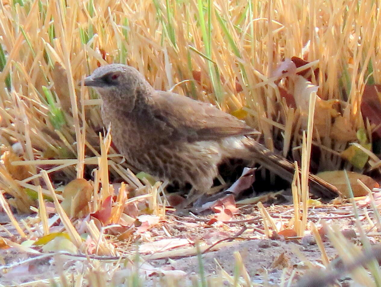 Image of Turdoides hartlaubii hartlaubii (Barboza du Bocage 1868)