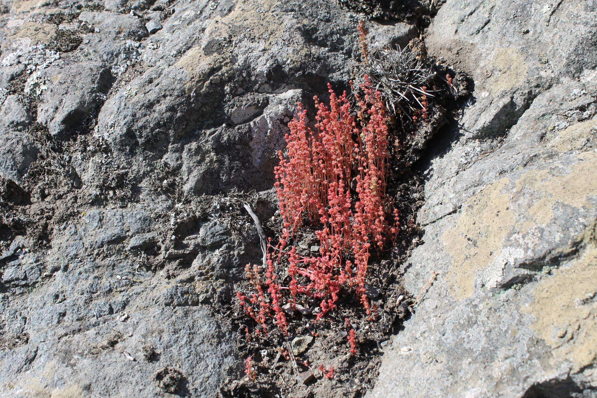 Image of sand pygmyweed