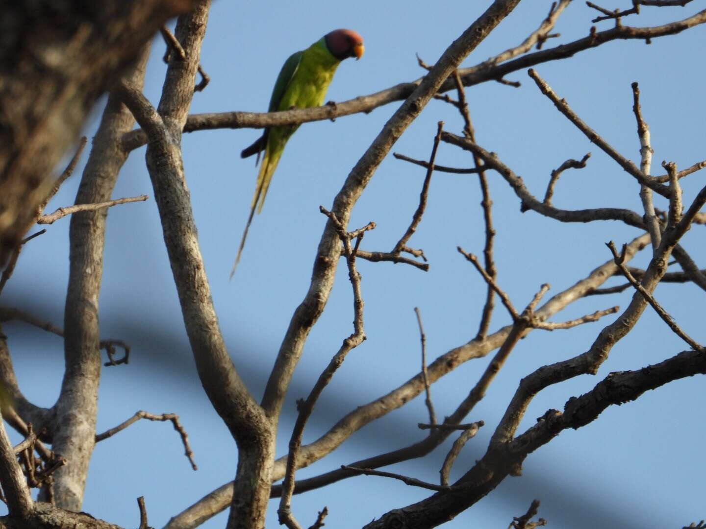 Image of Plum-headed Parakeet