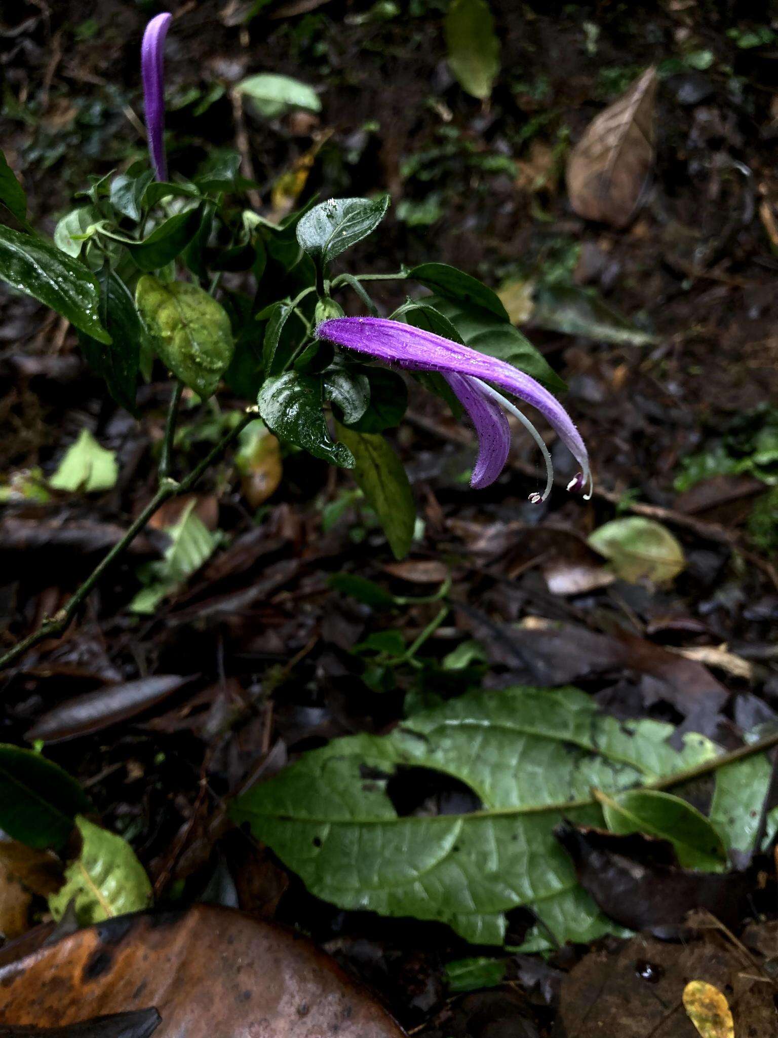 Image of Poikilacanthus macranthus Lindau