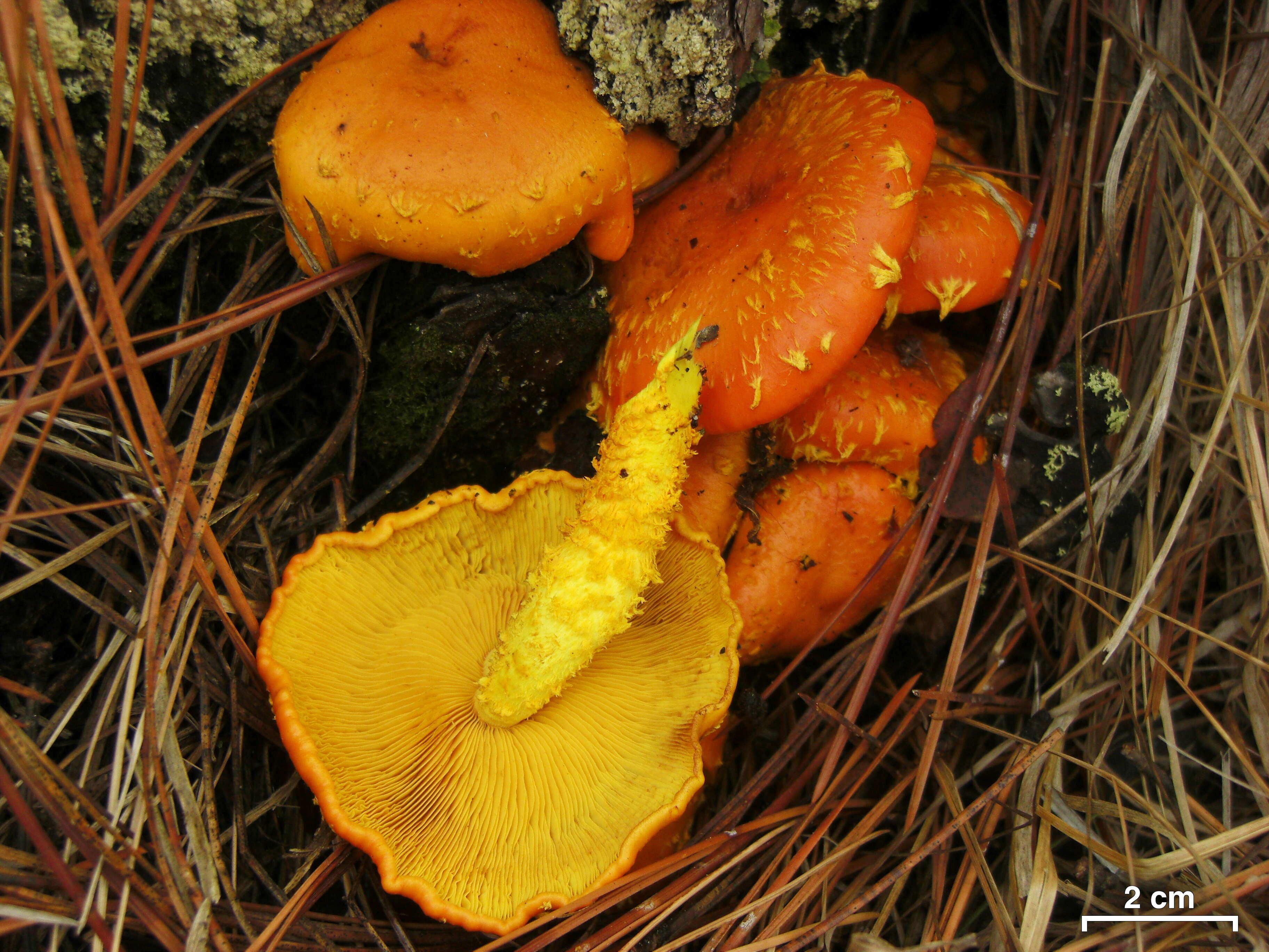 Image of Pholiota flammans (Batsch) P. Kumm. 1871