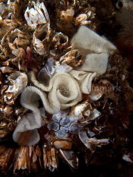 Imagem de Onchidoris bilamellata (Linnaeus 1767)