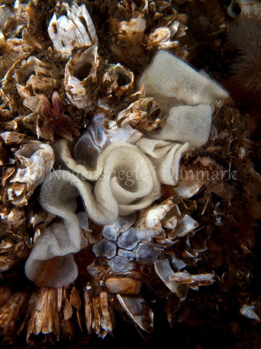 Image of barnacle-eating onchidoris