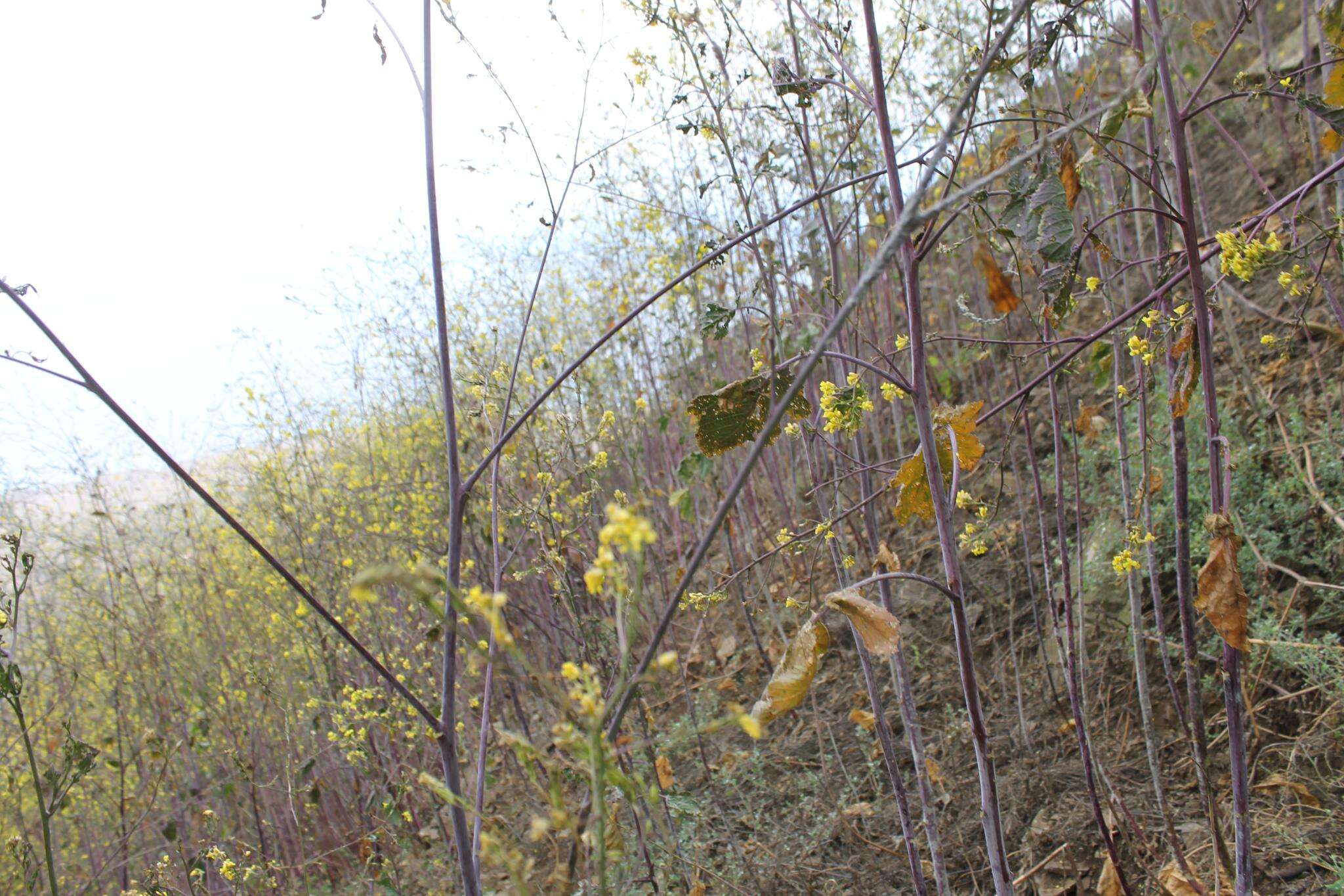 Image of black mustard