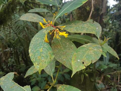 Plancia ëd Palicourea anderssoniana C. M. Taylor